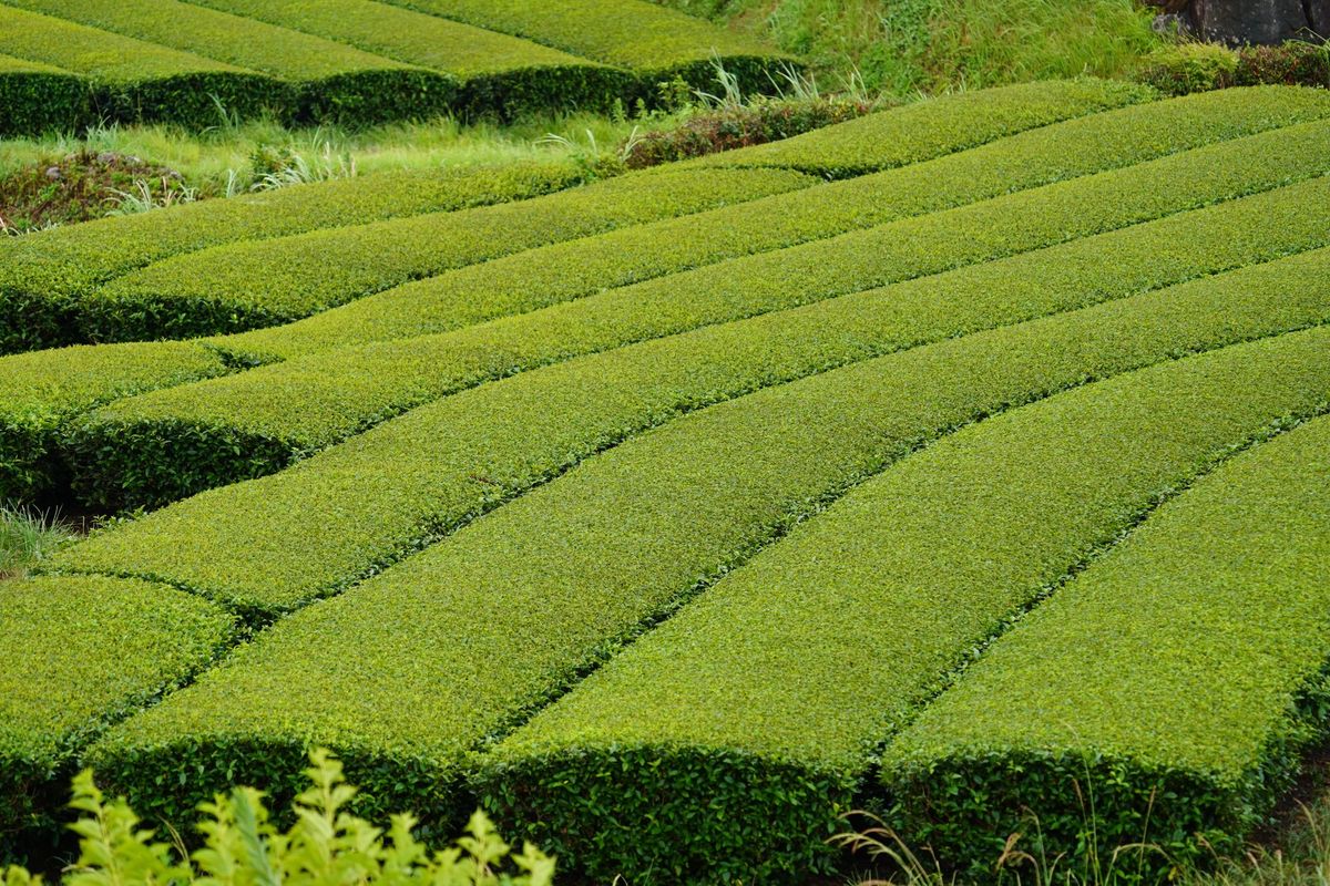 Čajové plantáže v Chiranu, prefektura Kagoshima, srpen 2026